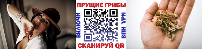 Псилоцибиновые грибы мухоморы купить наркоту сайты даркнета наркотические препараты Норильск